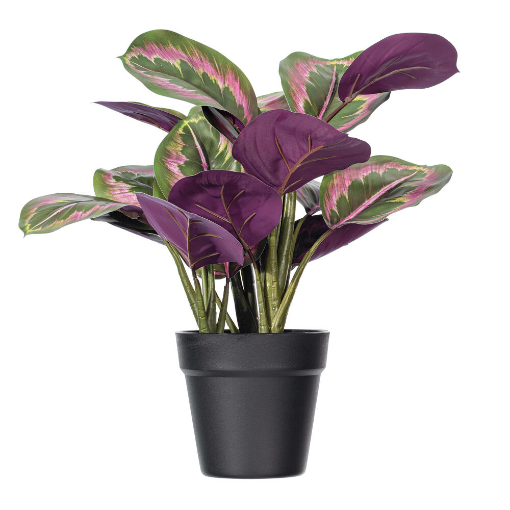 16" Calathea Roseopicta in Black Pot
