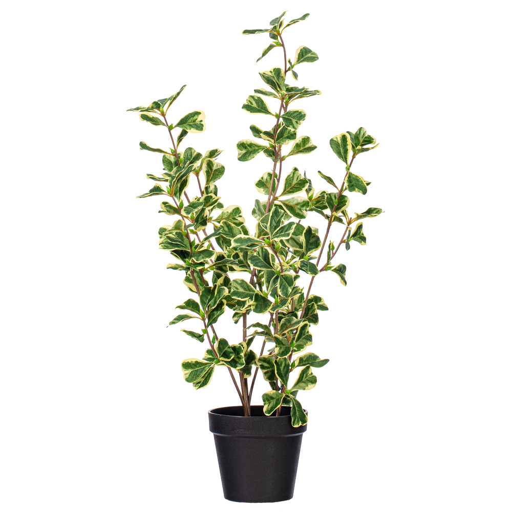 Vickerman Variegated Triangle Ficus Potted