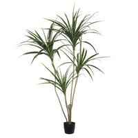 4.5' Yellow Edge Yucca in Black Pot