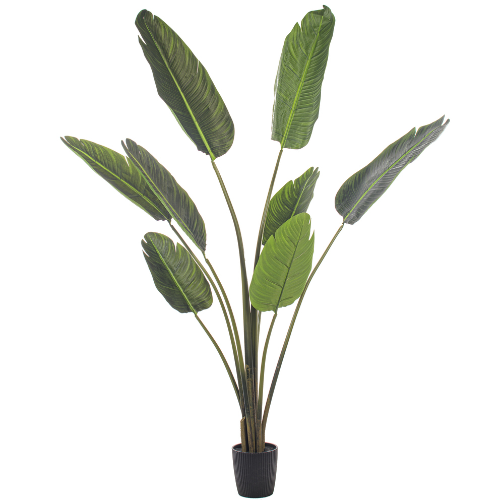 5' Potted Travelers Palm 8 Leaves
