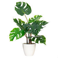 Vickerman Green Monstera Collection