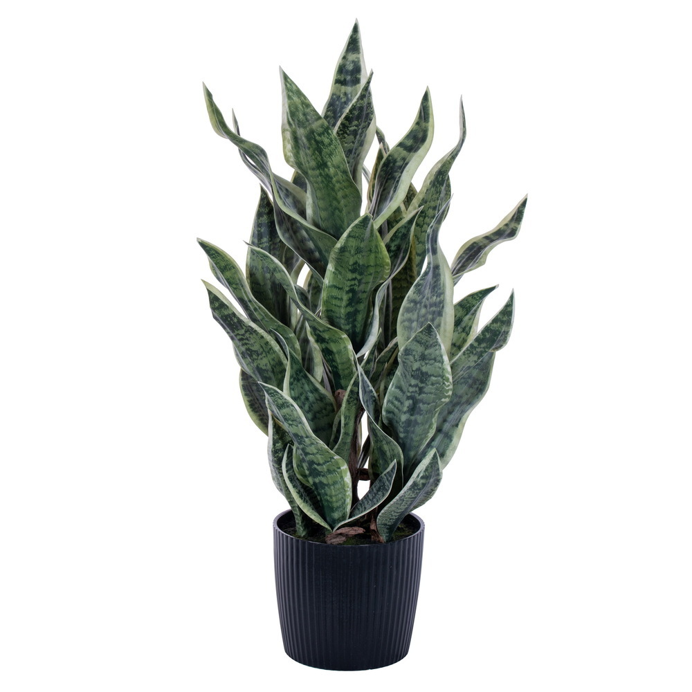 Vickerman Green/Yellow Sansevieria Snake Plant