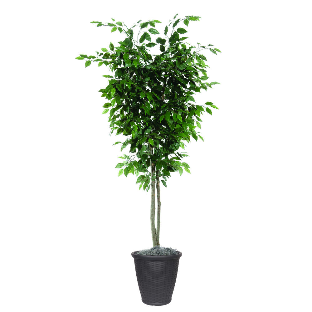 7' Ficus Deluxe Round Gray Container