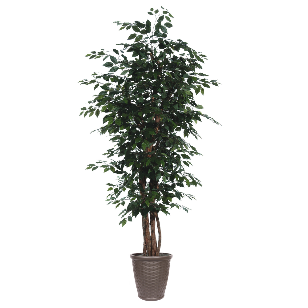 7' Ficus Executive Round Brown Cont