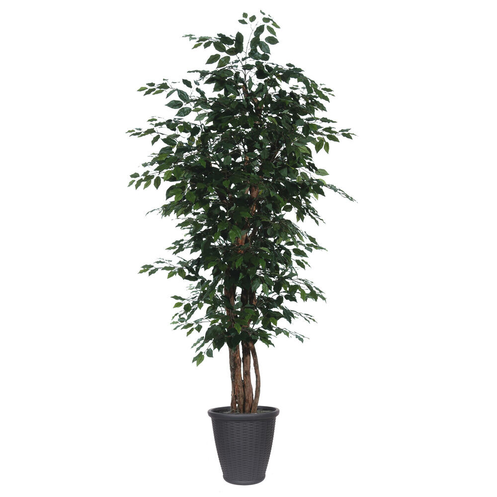 7' Ficus Executive Round Gray Container