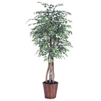 Vickerman Artificial Variegated Ficus Extra Full Series