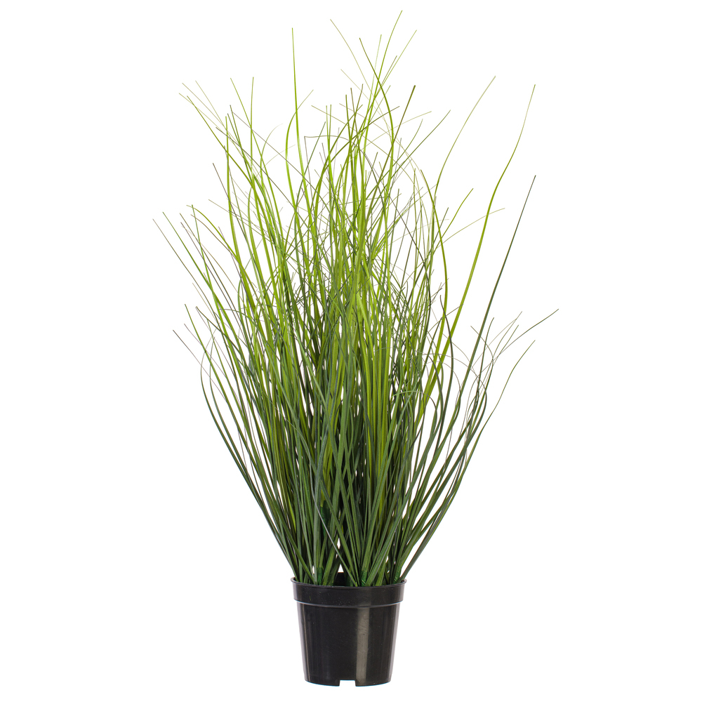 Vickerman Green Tufted Hairgrass Potted UV