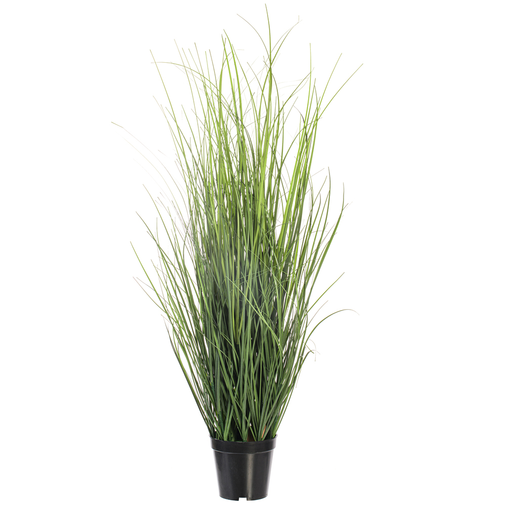 Vickerman Green Tufted Hairgrass Potted UV