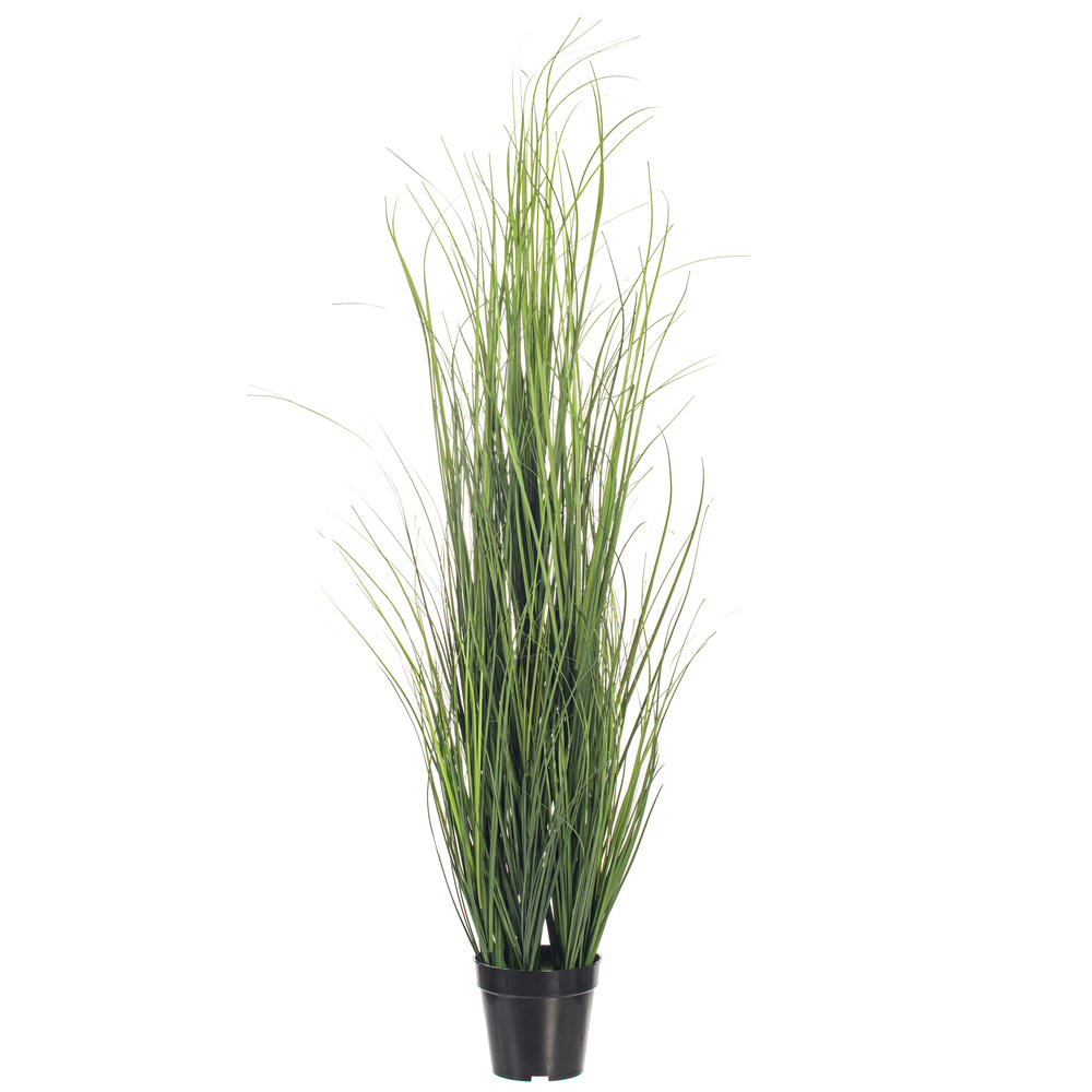 Vickerman Green Tufted Hairgrass Potted UV
