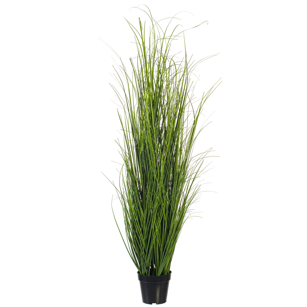 Vickerman Green Tufted Hairgrass Potted UV