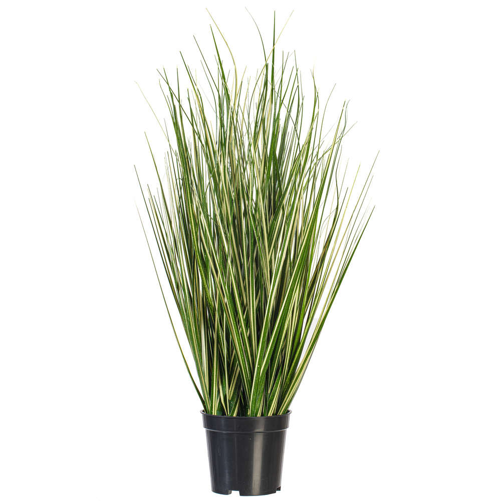 Vickerman Green Evergold Grass Potted UV