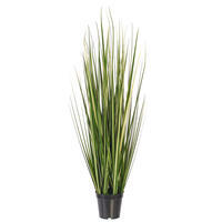 Vickerman Green Evergold Grass Potted UV