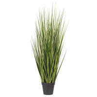 Vickerman Green Evergold Grass Potted UV