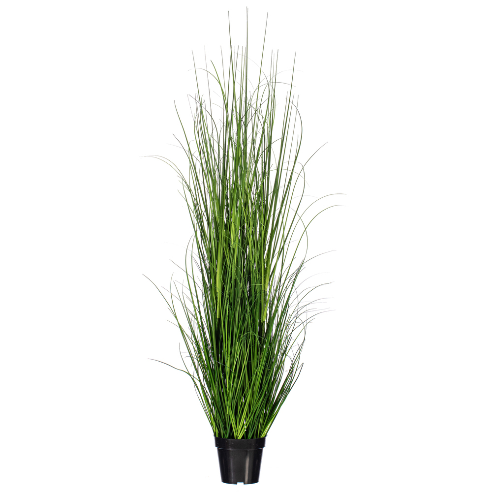 Green Lemongrass Potted