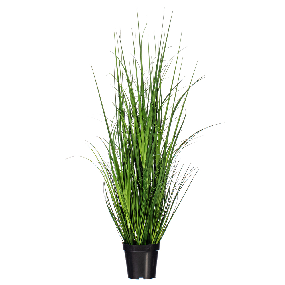 Green Lemongrass Potted