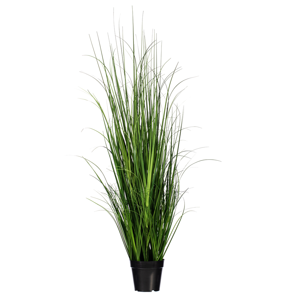 Green Lemongrass Potted