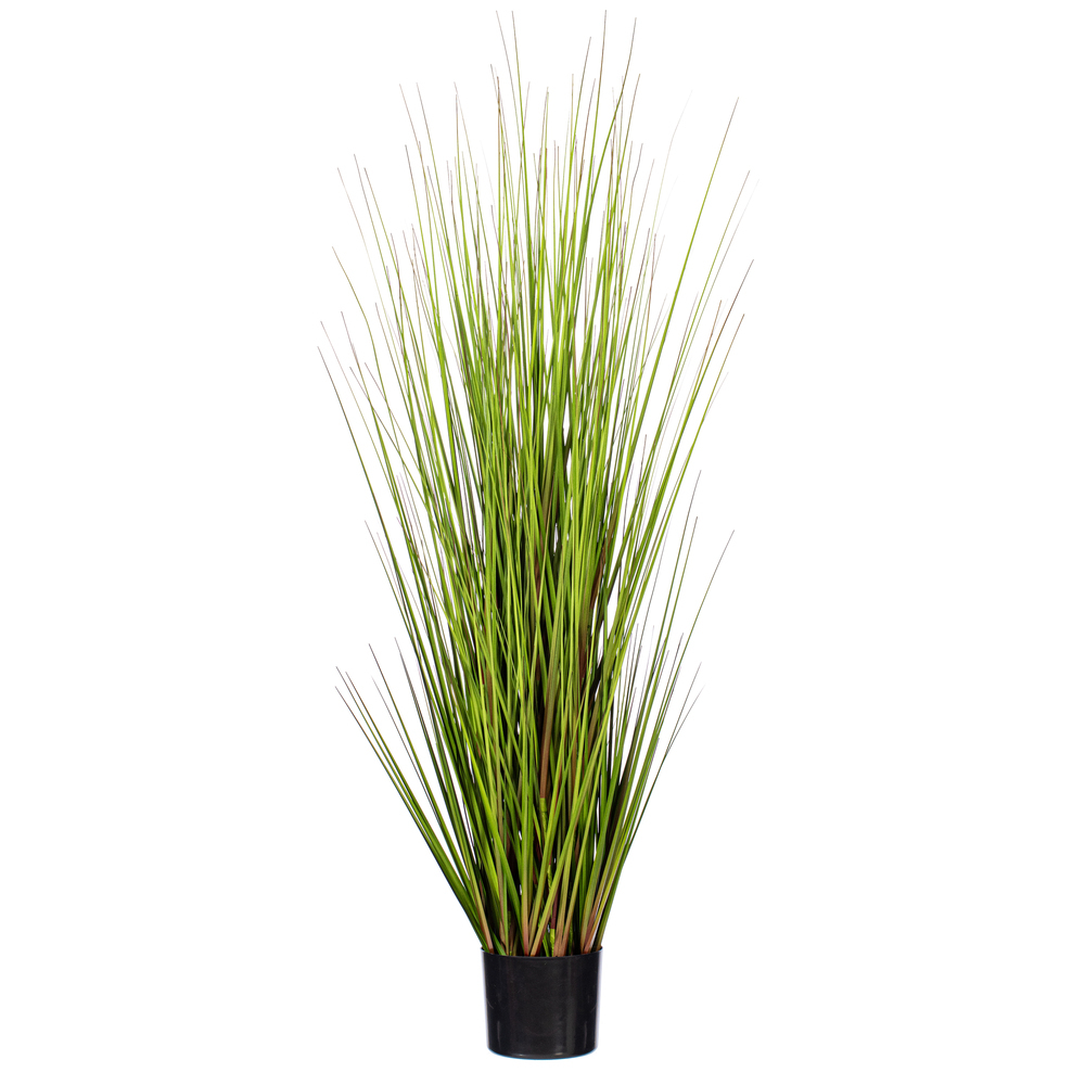 Green Lemongrass Potted