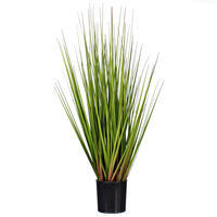 Green/Burgundy Flax Grass Potted