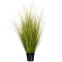 Green/Brown Switchgrass Potted