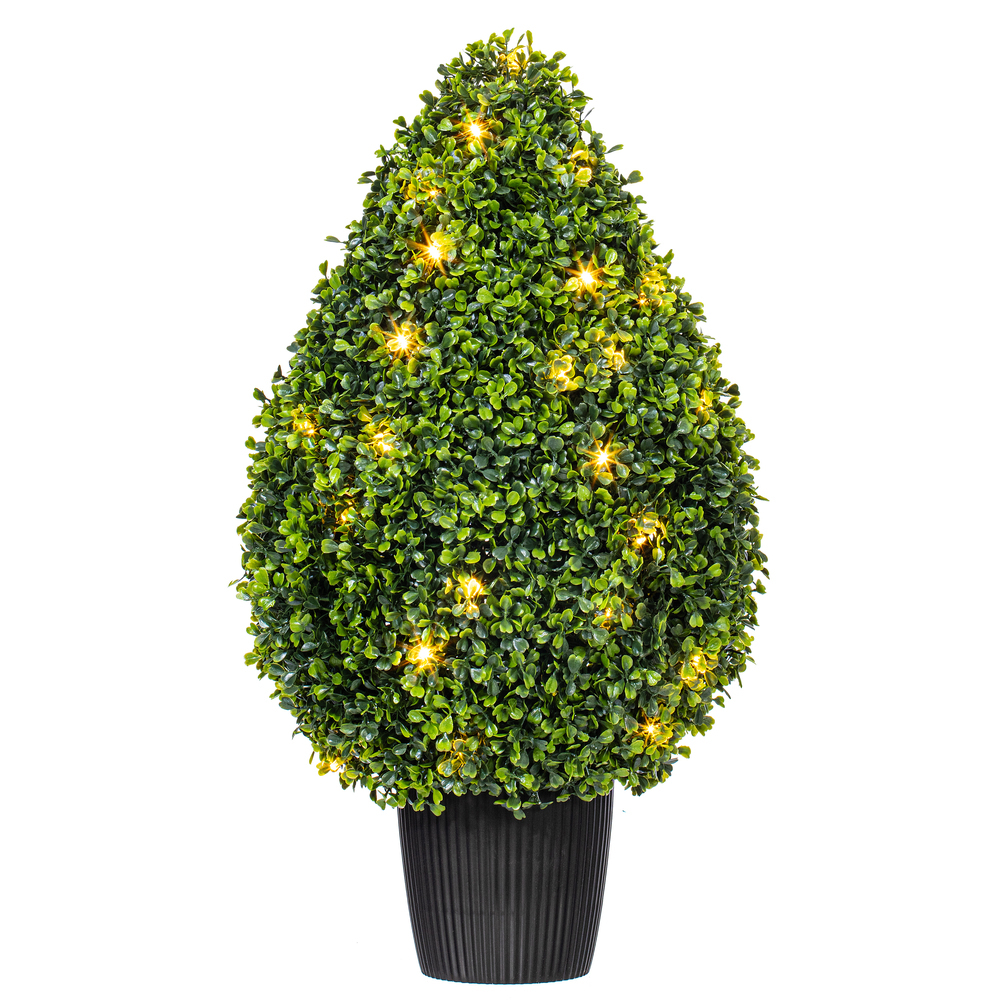 Vickerman Boxwood Teardrop Shaped Bush