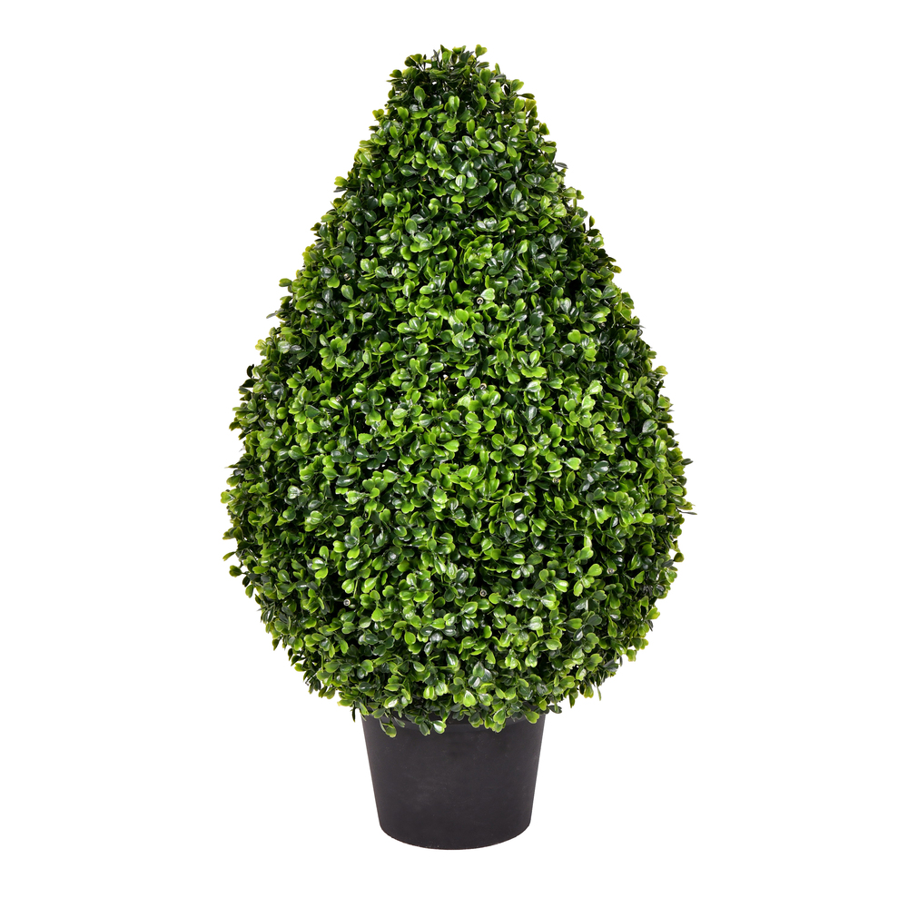 Vickerman Boxwood Teardrop Shaped Bush