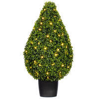 Vickerman Boxwood Teardrop Shaped Bush