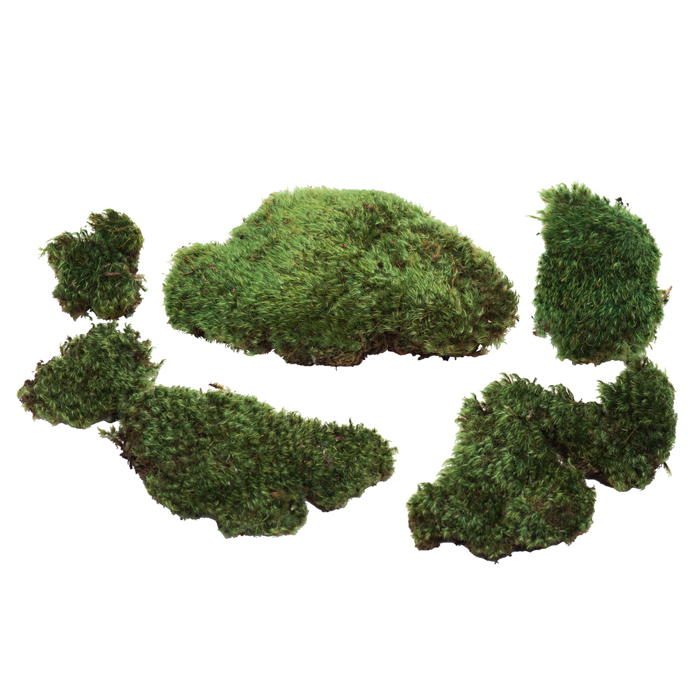 Photo of Moss