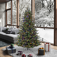 Welch Fraser Christmas trees in room