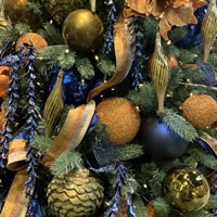 Picture of Orange Peacock
