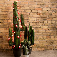 Picture of Desert Decor
