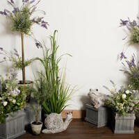 Picture of Lavender That Lasts