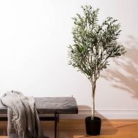 Picture of Realistic Ripe Olives