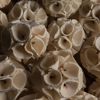 Picture of Sola Plant